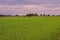 Rice field production field scenery