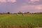 Rice field production field scenery