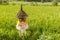 Rice field with reed thatched altar for offerings to Dewi Sri, The Rice Mother. Rural landscape. Bali Island, Indonesia