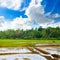 Rice field. The rice growing is very popular in agricultural. Island Sri Lanka