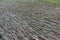 Rice field runoff by a flood with muddy water and buried crop under the soil