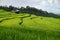 Rice field, Rural mountain view with beautiful landscape