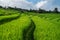 Rice field, Rural mountain view with beautiful landscape