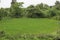 Rice Field, Sahyadri, Maharashtra, India