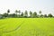 Rice field scenery with coconut trees