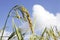 Rice field with seed panicles. Heads are starting to turn as they ripen and mature. Side view with blue sky.