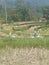 Rice field selat, farm,subak bali