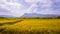 Rice field and sky background. Green rice fields, Rice fields Golden yellow On the mountains