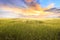 Rice field and sky background at sunset time with sun rays. organic rice field background with sunlight