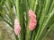 Rice field snail eggs attached to rice stalks