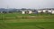 Rice field in some chinese settlement