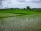 A rice field in South India