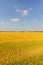 Rice field in summer, Lomellina (Italy)