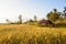 Rice field on sunset background