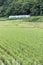 Rice field and Tadami railway line