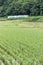 Rice field and Tadami railway line