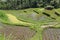 Rice field terrace. Bright green and healthy rice stalks growing from these stepped rice terraces in Southeast Asia. Terraces, pla