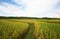 Rice field on terrace hillside in NAN, Thailand.