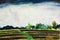 Rice field terrace and tropical palm trees under storm clouds. Hand drawn watercolour landscape of rural farmland with