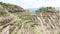 rice field on terraced hill in Dazhai country