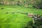 Rice field terraced in Tule village, Vietnam