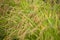 Rice field about to mature outdoors