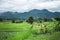 Rice field tourism ride bicycle at pai city