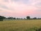 Rice Field Tropical Country Ready Harvest