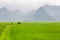 Rice field in valley around with mountain panorama view in Bac Son valley, Lang Son, Vietnam