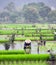 Rice field in Vietnam. Ninh Binh rice paddy