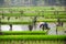 Rice field in Vietnam. Ninh Binh rice paddy