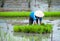 Rice field in Vietnam. Ninh Binh rice paddy