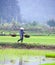 Rice field in Vietnam. Ninh Binh rice paddy