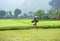 Rice field in Vietnam. Ninh Binh rice paddy