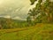 rice field view with cloudy sky in rainy season west Java Indonesia