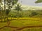 rice field view with cloudy sky in rainy season west Java Indonesia