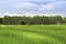 Rice Field view field with eucalyptus.wall tree sky blue,tha