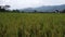 rice field view form low angle