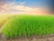 Rice field view at sunset with green rice plant being planted as a staircase in Chiang Mai, Thailand