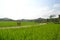 Rice Field View With Two Stacked Tables On The Middle Road Of The Rice Fields During The Day