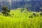 Rice field and village in Annapurna nountains