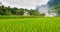 Rice field and waterfall