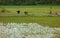 Rice field work