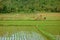 Rice field work