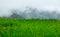 Rice fields