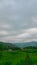 rice fields above the mountain