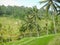 Rice fields amid beautiful tropical palm trees. View closer to palm trees. Ubud. Bali.