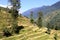 Rice fields in Annapurna valley