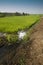 Rice fields Asia showing  irrigation channels and manmade reservoirs to help with rice growing and production