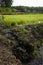 Rice fields Asia showing  irrigation channels and manmade reservoirs to help with rice growing and production